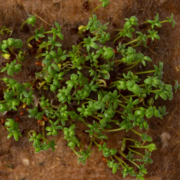 micro green fresh sprouts, eco farming, healthy and fresh vegan food, organic raw green food, different types of micro green sprouts, seed germination at home