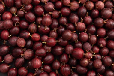 Bektaşi üzümleri taze hasat, olgun kırmızı bektaşi üzümü hasadı, tatlı böğürtlen arkaplanı.