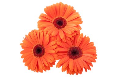 Gerbera bouquet isolated clipart