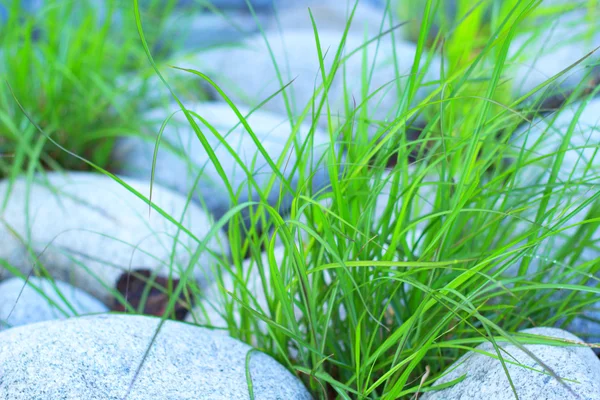 Grass — Stock Photo, Image