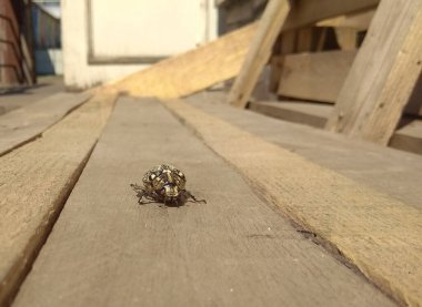 Güneşli bir günde tahtada sürünen mayıs böceği. Yakından Chafer.