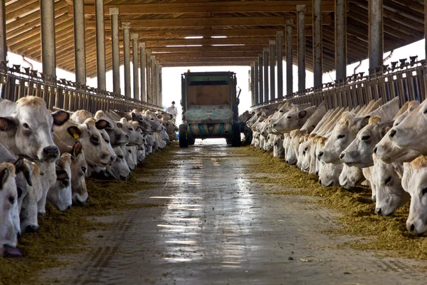 Vaches ! Images De Stock Libres De Droits