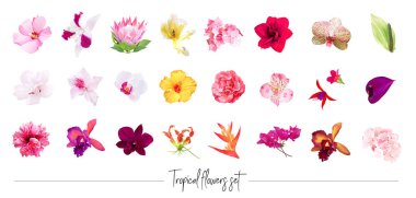 Egzotik tropikal çiçekler büyük vektör klipsleri ayarlandı. Orkide, strelitzia, hibiscus, bougainvillea, gloriosa