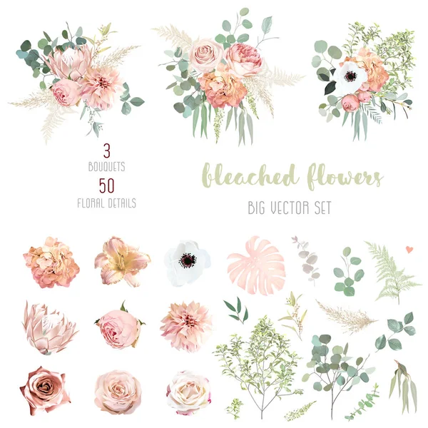 Peachy pink roses, ranunculus, white anemone, dried protea, dahlia big vector design set. — Stockvector