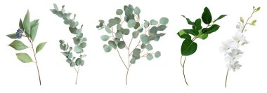 Bitki ve bitki karışımı büyük bir koleksiyon. Şirin kır düğün yeşilliği. Okaliptüs, Cornus Alba, beyaz orkide, salal yapraklar ve saplar. Suluboya seti. Elementler izole ve düzenlenebilir.