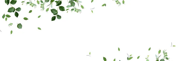Herbal banner vetor minimalista. Plantas pintadas à mão, ramos, folhas sobre um fundo branco —  Vetores de Stock