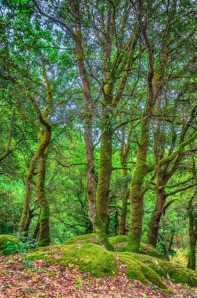 Árboles en un bosque —  Fotos de Stock