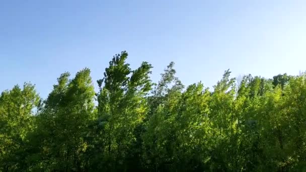 Güneşli Bir Sonbahar Gününde Rüzgarla Sallanan Ağaçlar — Stok video
