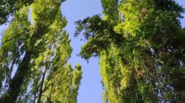 Güneşli bir günde ağaçların tepelerine bakarak ormanda yürüyorum.