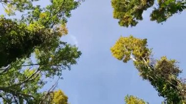 Güneşli bir günde ağaçların tepelerine bakarak ormanda yürüyorum.