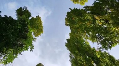 Güneşli bir günde ağaçların tepelerine bakarak ormanda yürüyorum.