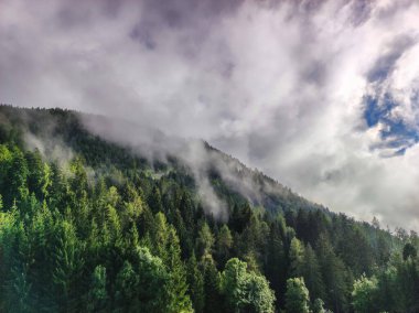 landscape of forest with fog and clouds