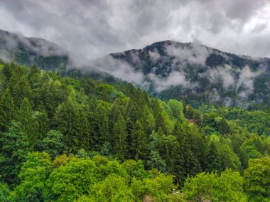 landscape of forest with fog and clouds