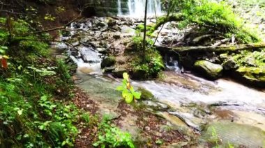 Ormandaki küçük bir şelale manzarası