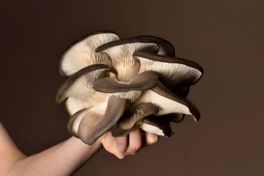 İstiridye mantarları koyu bir arka planda elle tutulmuş. Mükemmel istiridye mantarı. Beta glukanın kaynağı.