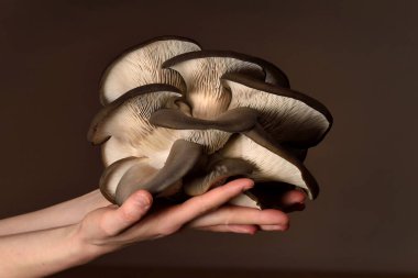 İstiridye mantarları koyu bir arka planda elle tutulmuş. Mükemmel istiridye mantarı. Beta glukanın kaynağı.