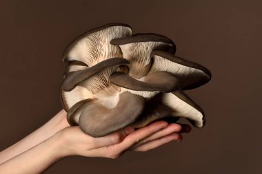 İstiridye mantarları koyu bir arka planda elle tutulmuş. Mükemmel istiridye mantarı. Beta glukanın kaynağı.