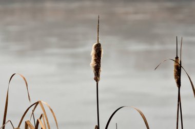 Gölün kıyısındaki zarif kuyruk beyaz buklelerle kaplıdır. Sisli havada su yüzeyinde sazlıklar.