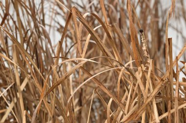 Sonbaharda göletin kenarında sazlıklar