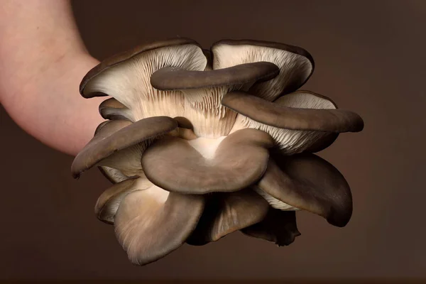 牡蛎蘑菇被手握在黑暗的背景上 完美的牡蛎蘑菇 葡聚糖的来源 — 图库照片