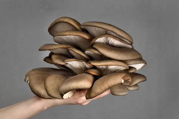 오이스터 버섯은 어두운 배경에서 손으로 왔습니다 버섯은 완벽하죠 — 스톡 사진