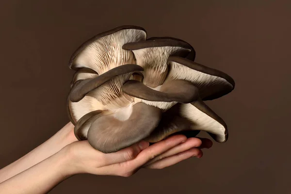牡蛎蘑菇被手握在黑暗的背景上 完美的牡蛎蘑菇 葡聚糖的来源 — 图库照片