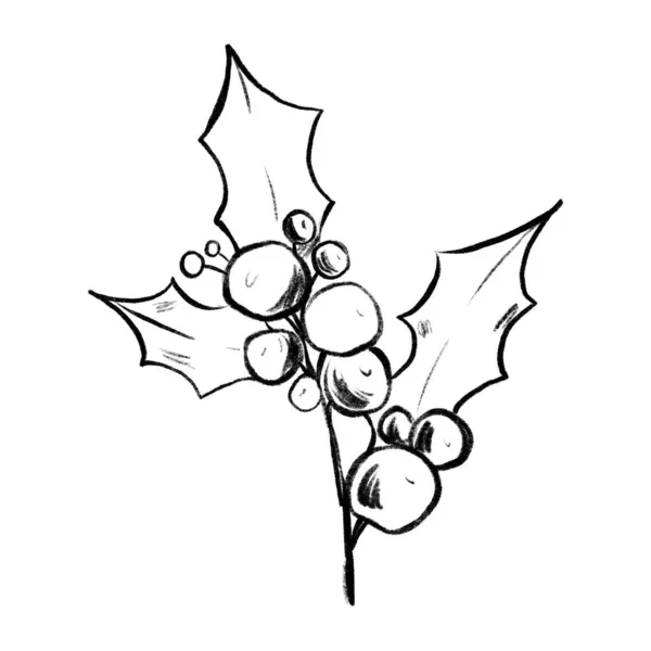 Sketsa Pensil Grafis Mengisolasi Clipart Christmas Holly Branch Dengan Berry — Stok Foto