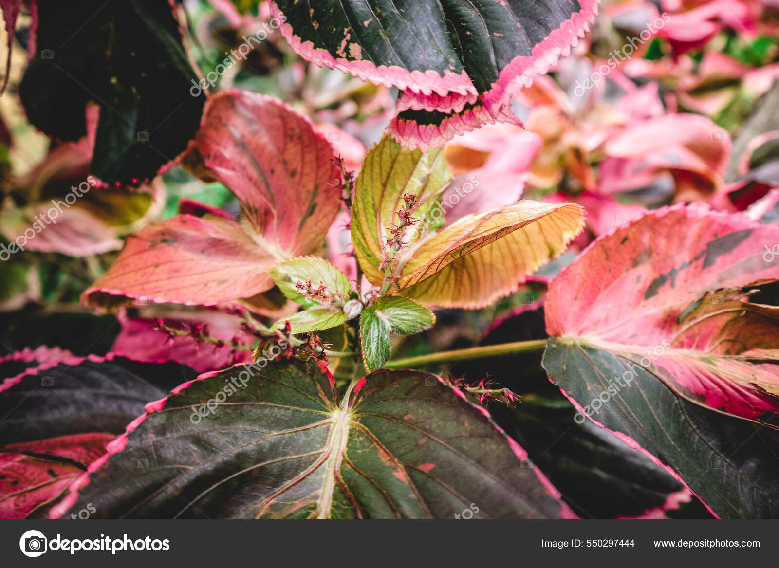 Begonia folha pintada fotos de stock, imágenes de Begonia folha pintada sin  royalties | Depositphotos