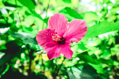 Kırmızı amber çiçeği makrosu fotoğrafçılığı kapat