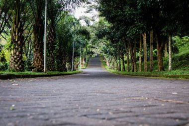 Etrafında tropik ağaçlar ve kaldırımlar olan uzun bir yol.