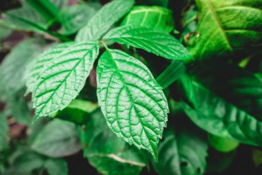 Strobilanthes gevrek yaprakları dalları.