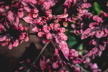 Atriplex hortensis, bahçe orache, kırmızı orache, dağ ıspanağı, Fransız ıspanağı, ya da arrach botanik makro fotoğrafçılık