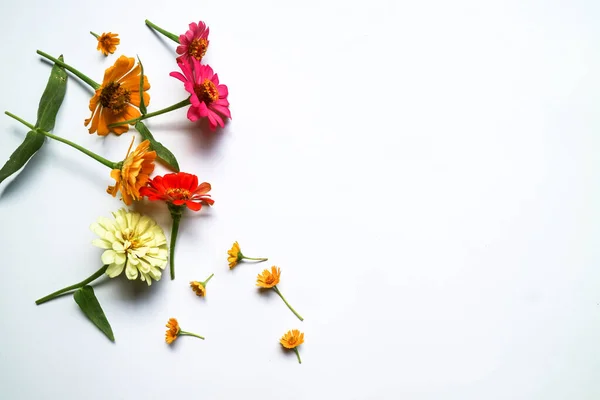 Hermosa Composición Flores Zinnia Sobre Fondo Blanco Aislado Plano Laico — Foto de Stock