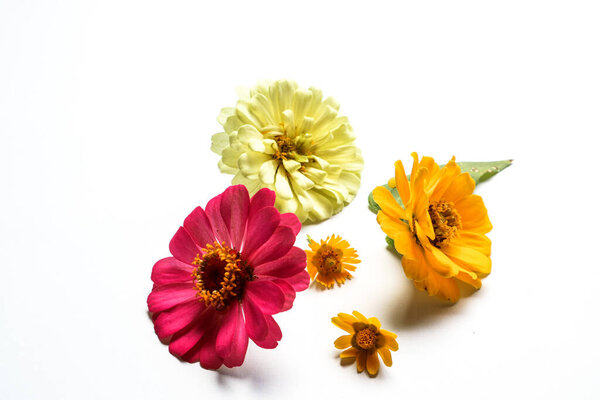 Beautiful zinnia flower composition on white background isolated. Flat lay, top view, copy flat still life.