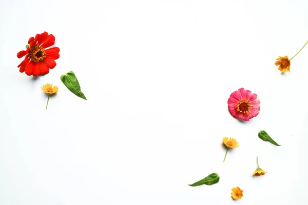 Hermosa Composición Flores Zinnia Sobre Fondo Blanco Aislado Plano Laico — Foto de Stock