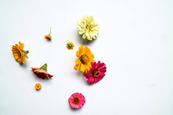 Beautiful zinnia flower composition on white background isolated. Flat lay, top view, copy flat still life.