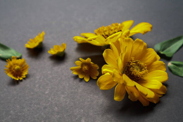 Yellow zinnia flower in flat lay arrangement on black background isolated. Flat lay, top view, empty space for copied text.
