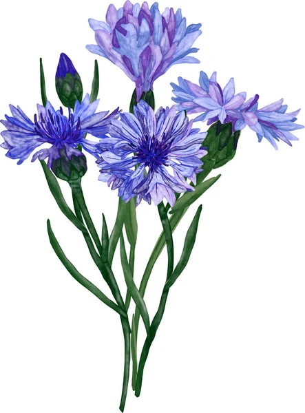Watercolor Blue Cornflowers Bouquet Isolated White Background Easy Sublimation Printing — Zdjęcie stockowe