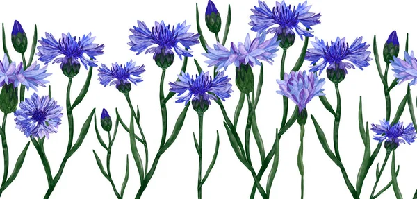 Akwarela Bezszwowa Granica Niebieskie Kwiaty Kukurydzy Izolowane Białym Tle Łatwe — Zdjęcie stockowe