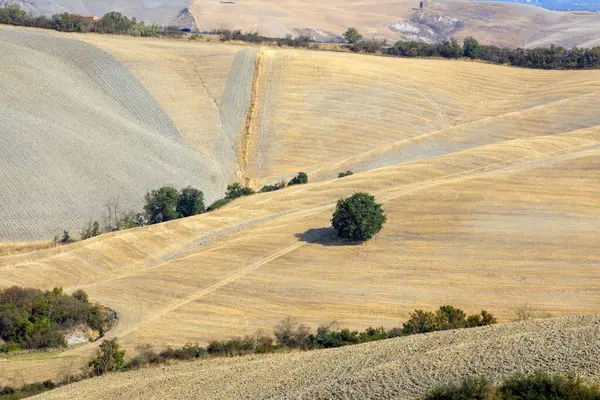 Asciano Włochy Sierpnia 2021 Typowy Scenariusz Crete Senesi Asciano Siena — Zdjęcie stockowe