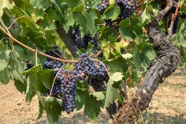 Montepulciano (SI), İtalya - 02 Ağustos 2021: Montepulciano kasabası yakınlarındaki üzüm bağları, İtalya