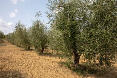 Ascanio (SI), İtalya - 02 Ağustos 2021: Girit Senesi, Ascanio, Siena, Toskana, İtalya 'da tipik bir zeytin ağacı