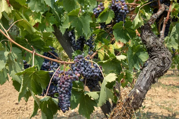 Montepulciano Italia Agosto 2021 Viña Uva Cerca Ciudad Montepulciano Toscana —  Fotos de Stock