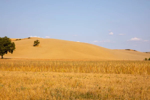 Asciano Italië Augustus 2021 Typisch Kreta Senesi Asciano Siena Toscane Rechtenvrije Stockafbeeldingen