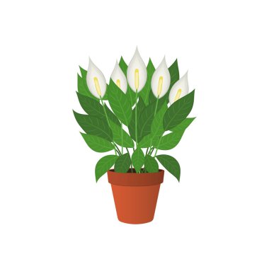 Vector illustration of home plant spathiphyllum.