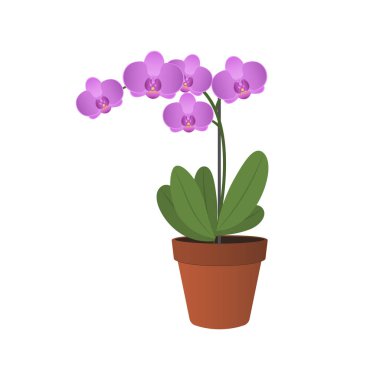 Vector illustration of a home hyacinth.