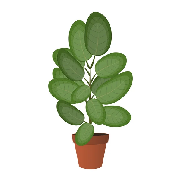 Vector Illustration Home Plant Ficus — Stock Vector