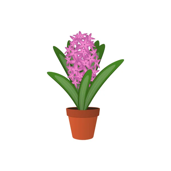 Vector Illustration Home Hyacinth Flower — Vetor de Stock