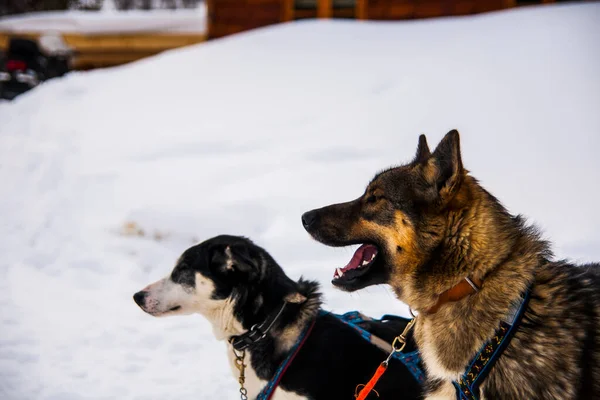 Paseos Trineo Para Perros Las Islas Lofoten Norte Noruega —  Fotos de Stock