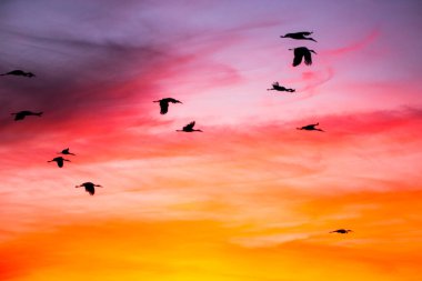 Günbatımı ve turnalar (Gruidae) Aiguamolls De L 'Emporda Doğa Rezervi, İspanya.